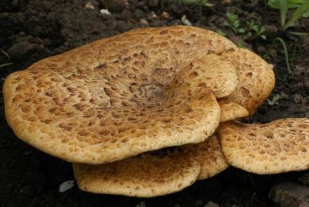   ,  Polyporus squamosus